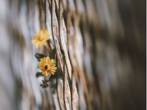 FLOR DE GRADE