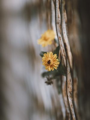 O FERRUGEM DAS FLORES