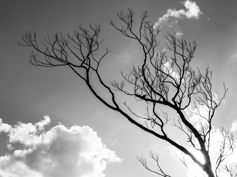 ÁRVORE E CÉU