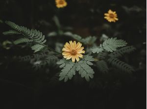 AMARELO FLORESTA
