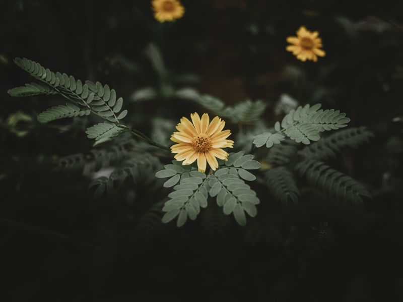 AMARELO FLORESTA