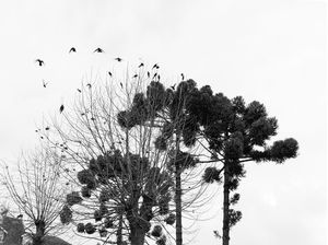 REVOADAS DA TARDE