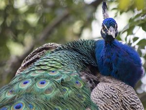 O OLHAR FIXO DO PAVÃO