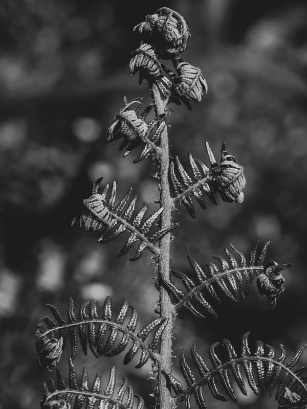 DE TARDE NO JARDIM (1)