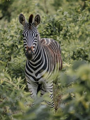 ZEBRA - COLEÇÃO SAVANA