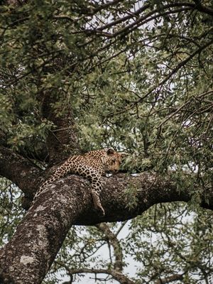 LEOPARDO - COLEÇÃO SAVANA