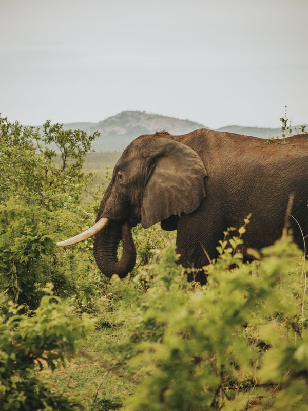 ELEFANTE - COLEÇÃO SAVANA