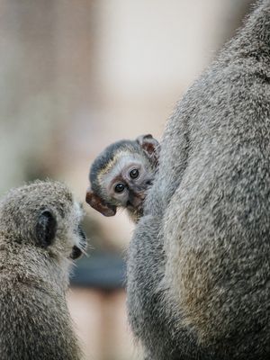 MACACO - COLEÇÃO SAVANA