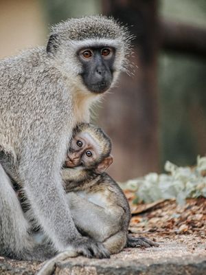 MACACOS - COLEÇÃO SAVANA