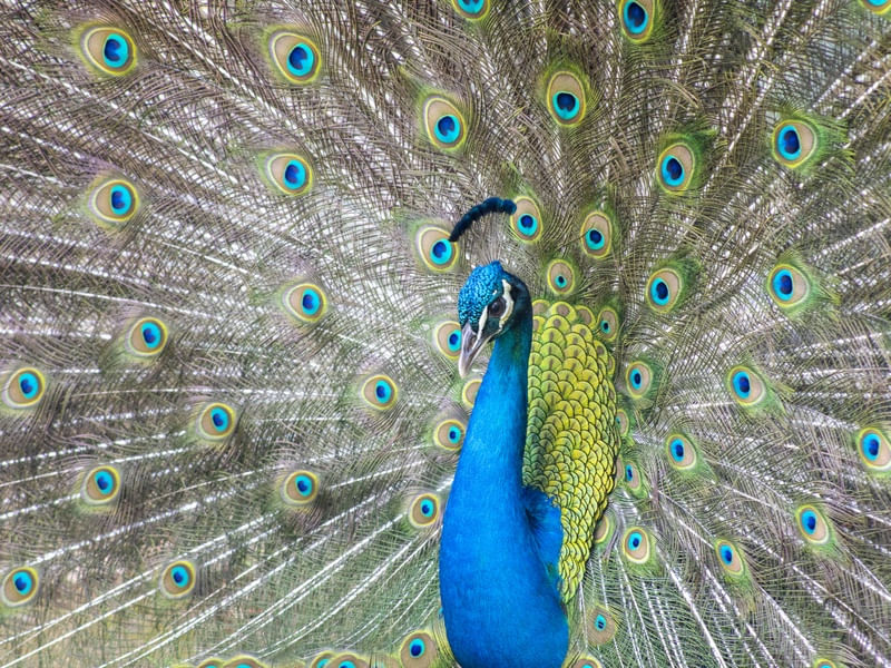 PLUMAS DO PAVÃO, CORES.