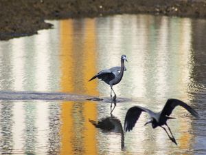 GARÇA AZUL NA PRAIA DE CAMBURI - VITÓRIA -ES