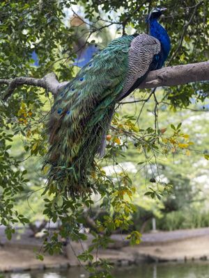 PAVÃO E ÁRVORE, TONS AZUIS E VERDES DA NATUREZA