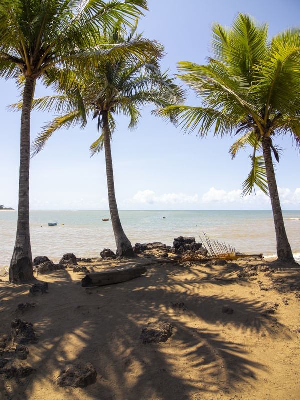 COQUEIROS NA PRAIA DE CARAPEBUS