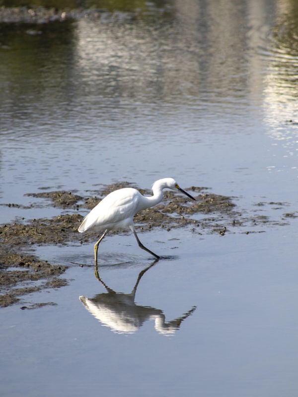 REFLEXO DA GARÇA NA PRAIA DE CAMBURI - VITÓRIA