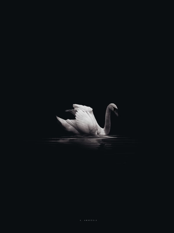 CISNE REAL