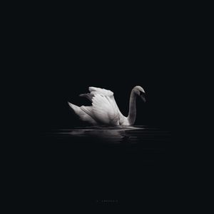 CISNE REAL QUADRADO