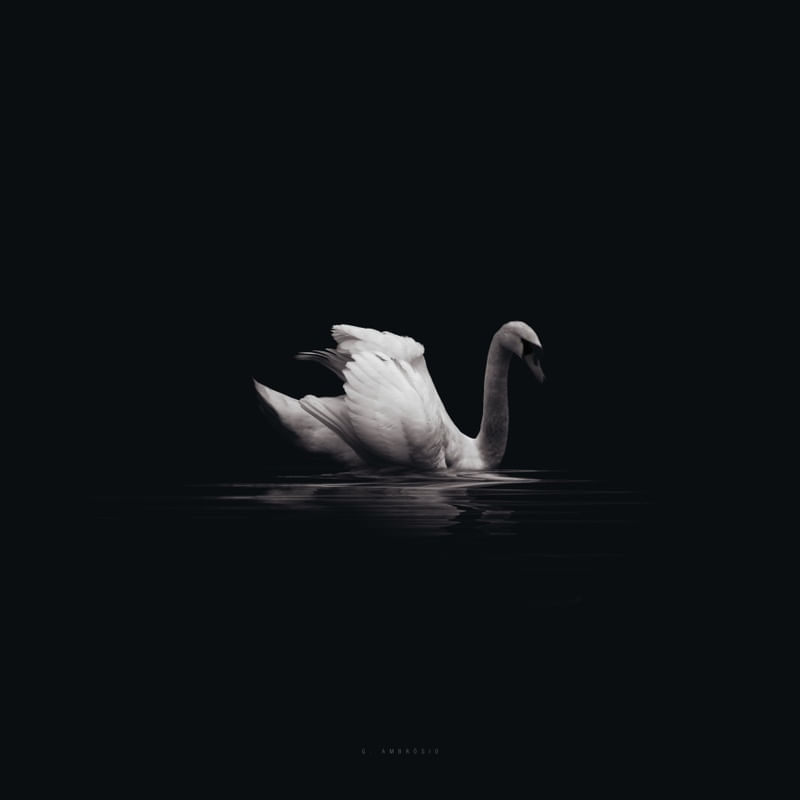 CISNE REAL QUADRADO