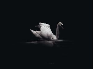 CISNE REAL PAISAGEM