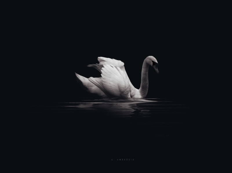 CISNE REAL PAISAGEM