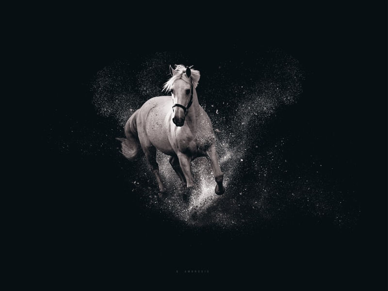 CAVALO CORRENDO PAISAGEM