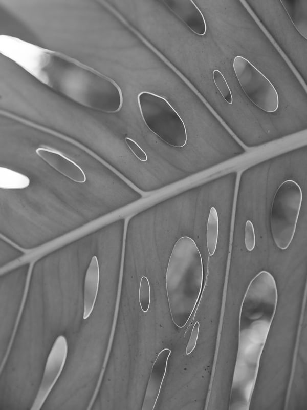 A FOLHAGEM ABSTRATA I