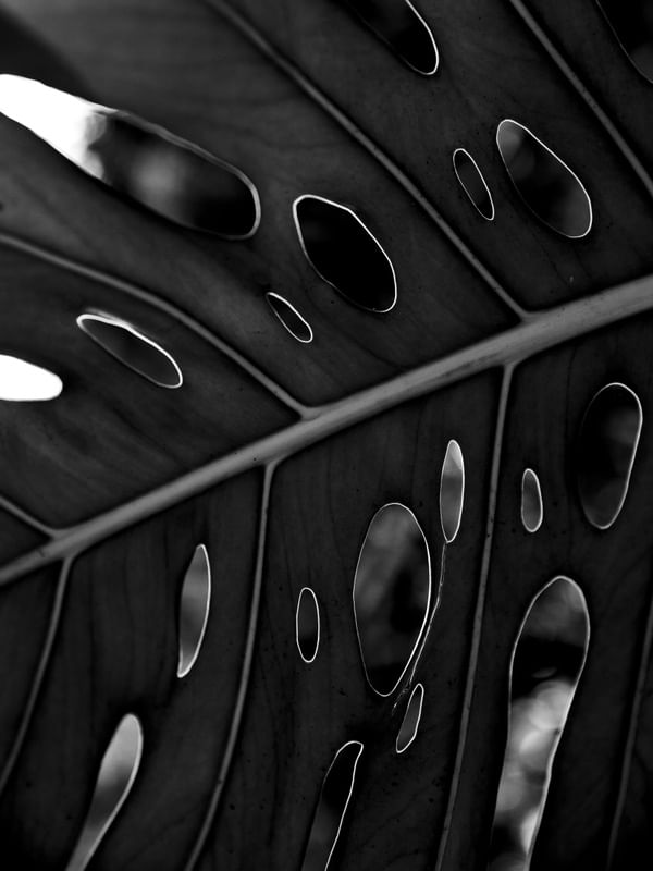 FOLHA ABSTRATA II