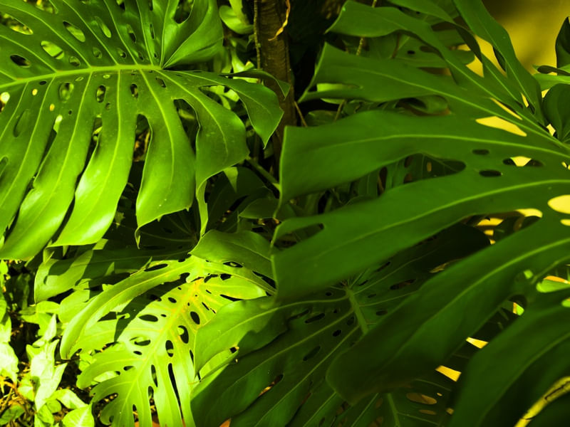 AS FOLHAGEM TROPICAIS