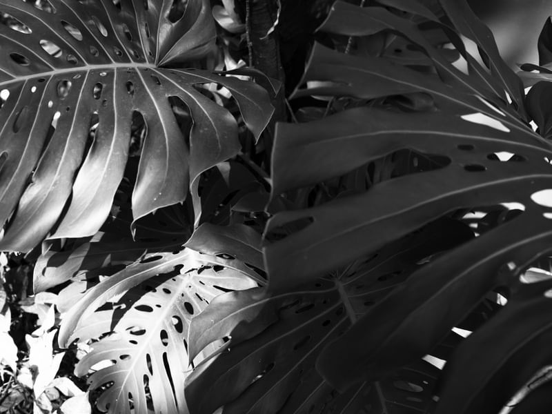 TROPICAL PB II
