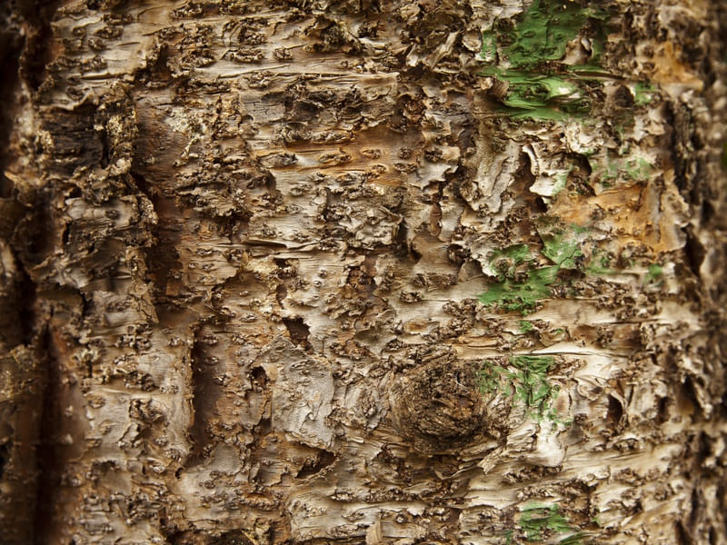 A TEXTURA DO TRONCO I