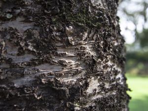 O DETALHE DO TRONCO II