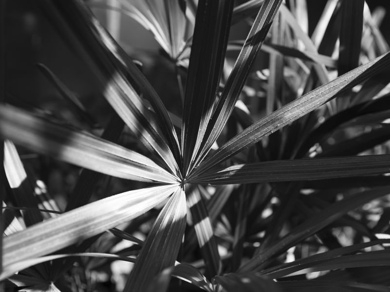 A PLANTA SOB O SOL