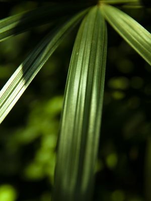 PLANTS I