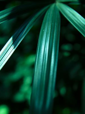 PLANTS II