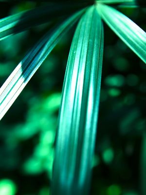 PLANTS III