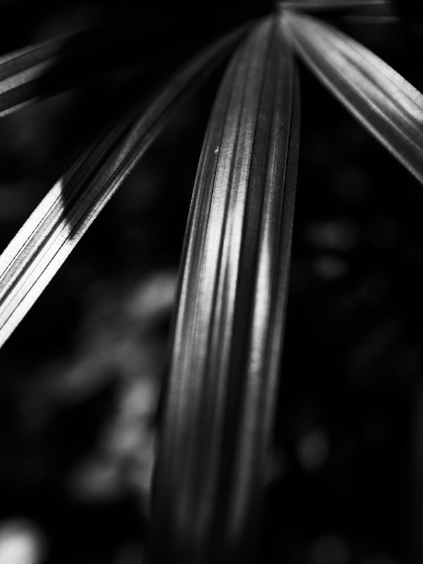 PLANTS PB