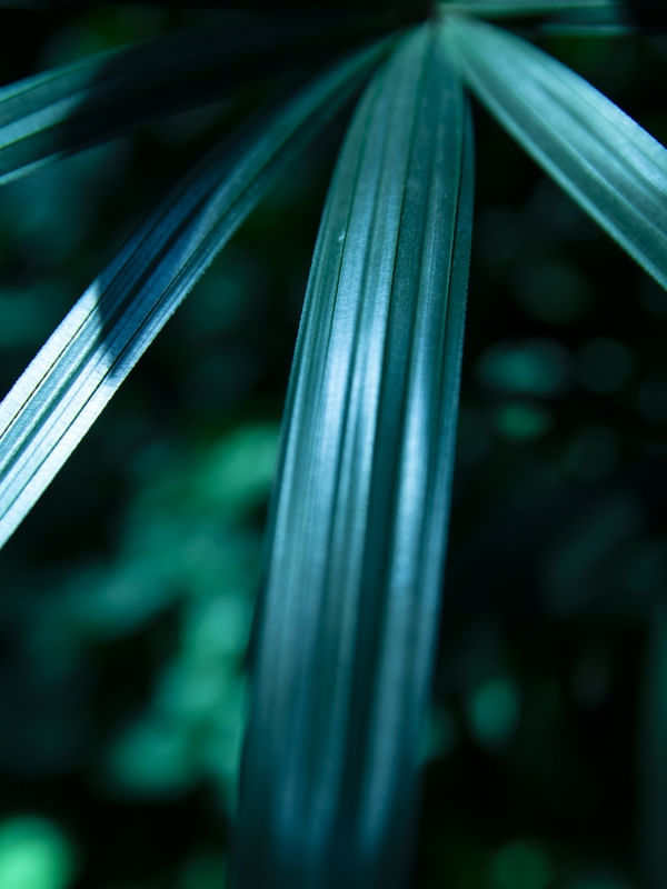 PLANTS IV