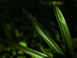PLANTAS MINIMALISTAS