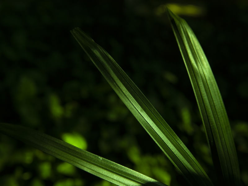 PLANTAS MINIMALISTAS