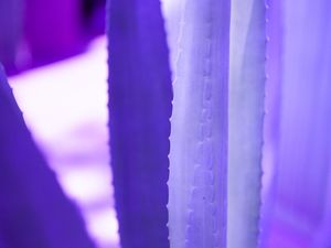 PURPLE PLANT