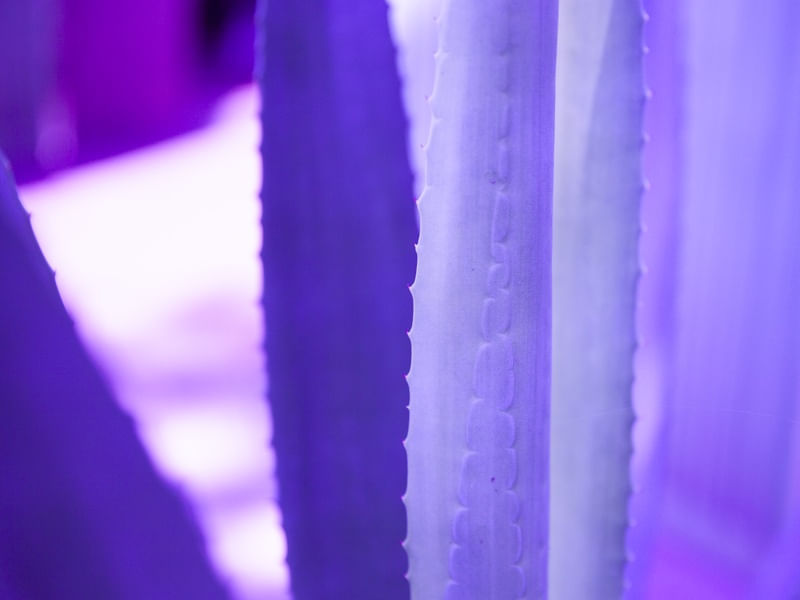 PURPLE PLANT