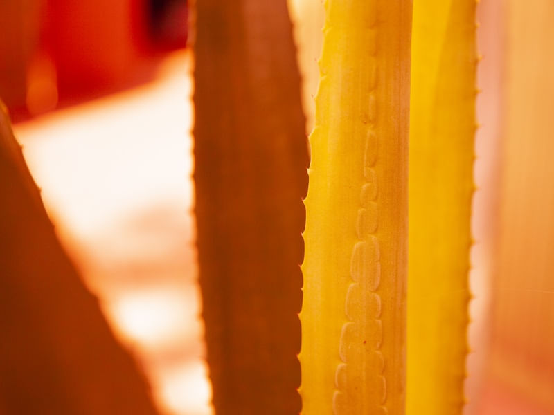 ORANGE PLANT I
