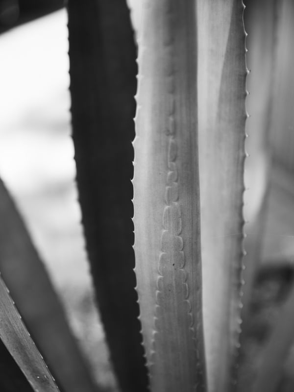 GRAY PLANTS I