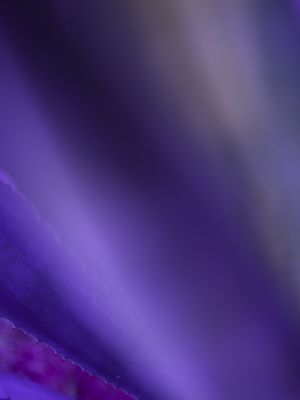 ABSTRACT PURPLE I