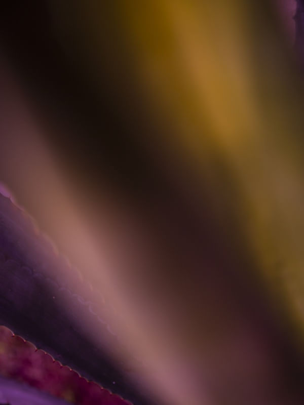 ART ABSTRACT ROSE