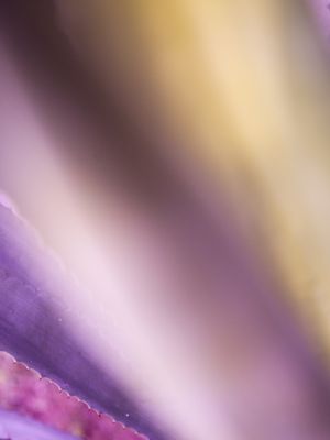 ART ABSTRACT LILAS