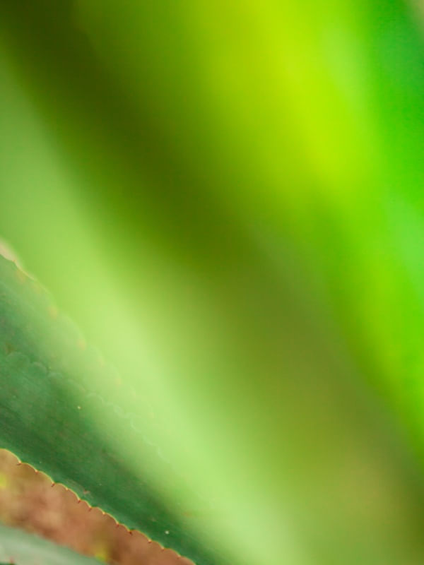 ART GREEN ABSTRACT