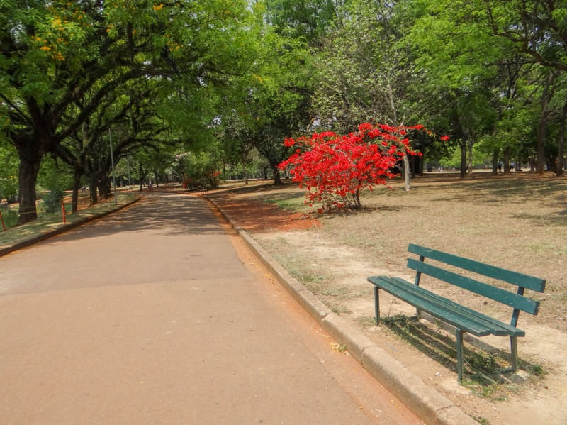 BANCO E FLORES NO PARQUE DO IBIRAPUERA