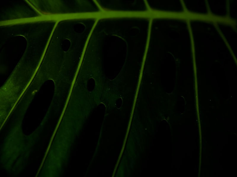 LINHAS VERDES MINIMALISTAS