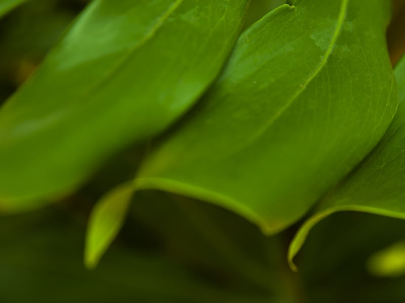 FOLHAS DESFOCADAS VERDES