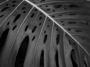 DETALHE DA FOLHAGEM